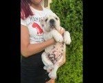 Engleski buldog, muško štene